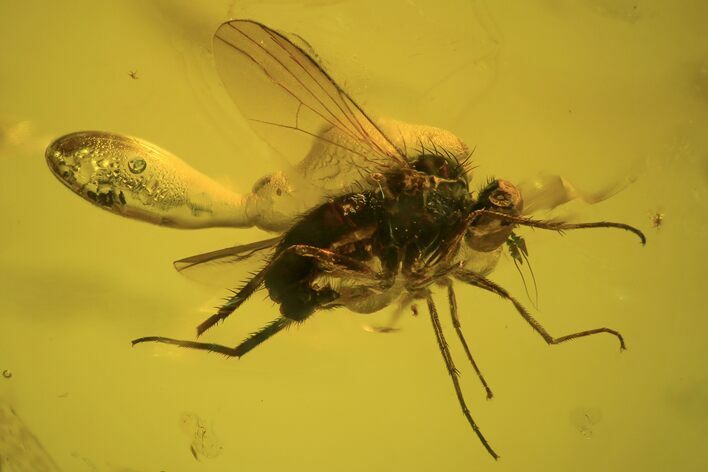 Fossil Fly (Diptera) And Wasp (Hymenoptera) In Baltic Amber #109422